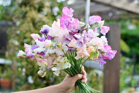 Growing Sweet Peas Lovely Scented Cut Flowers Freckled Californian