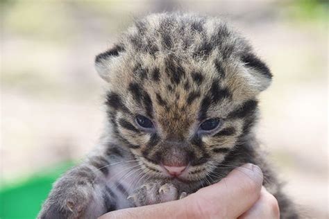 Zoo Miami Welcomes Their First Clouded Leopard Cubs Zooborns