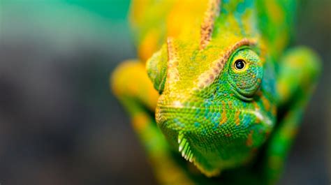 The Real Reason Chameleons Change Color