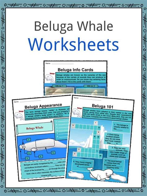 Beluga Whales Facts Worksheets Habitat Anatomy And Life