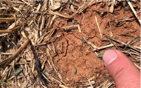 Managing Crabgrass In A Continuous Grazeout Wheat System Oklahoma