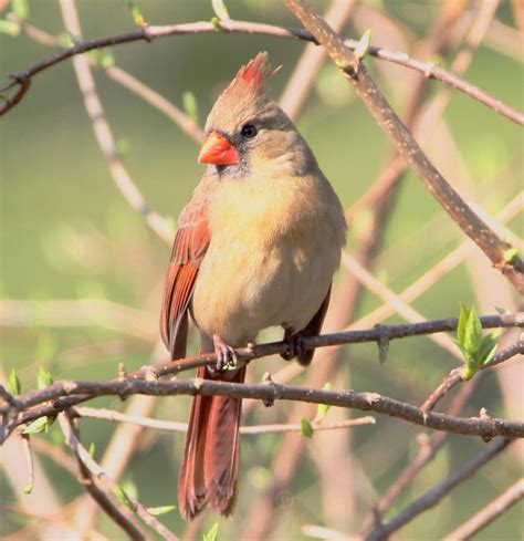 Female Northern Cardinal Feederwatch