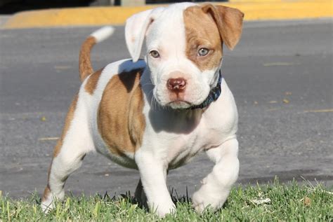 When puppies first meet the world, their eyes are therefore sealed tightly shut because they are very fragile and in an underdeveloped state. Pitbull - Razas de Perros