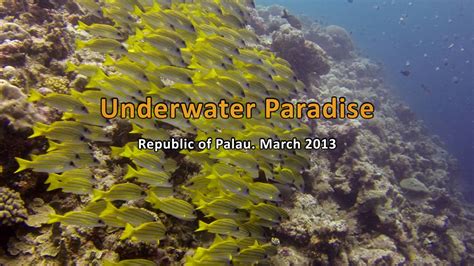 Underwater Paradise Wallpapers Top Free Underwater Paradise