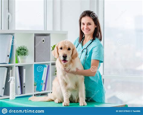 Golden Retriever Dog Examination In Veterinary Clinic Stock Image