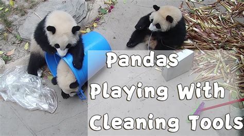 Pandas Playing With Cleaning Tools Ipanda Youtube