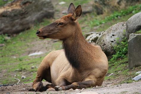 Elk Facts Animal Facts Encyclopedia