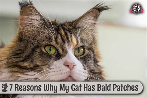 7 Reasons Why My Cat Has Bald Patches Sweetie Kitty 2022
