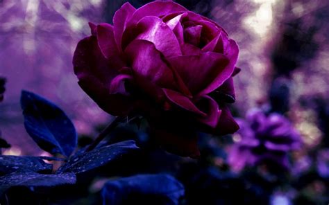 Purple Rose Flowers Flower Hd Wallpapers Images Pictures Tattoos