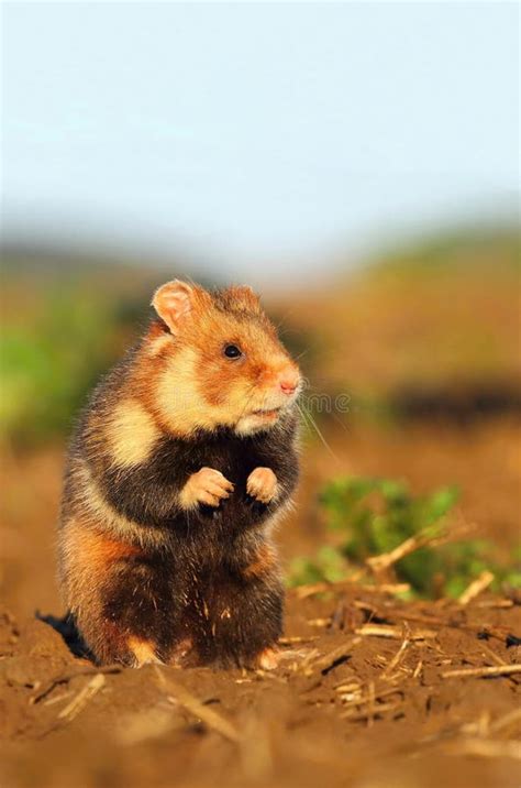 Common Hamster Standing Stock Image Image Of Wild Hamster 70815055