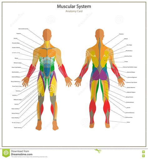 If you know the logic of how a muscle name was sometimes the locations of muscles's origins or insertions are incorporated into their names. Illustration Of Human Muscles. Exercise And Muscle Guide. Gym Training. Stock Vector ...