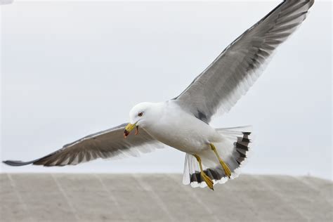 Free Images Bird Wing Sky Seabird Seagull Beak Flight Natural