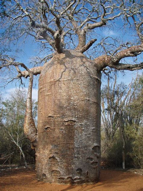 The Baobab Tree R Absoluteunits