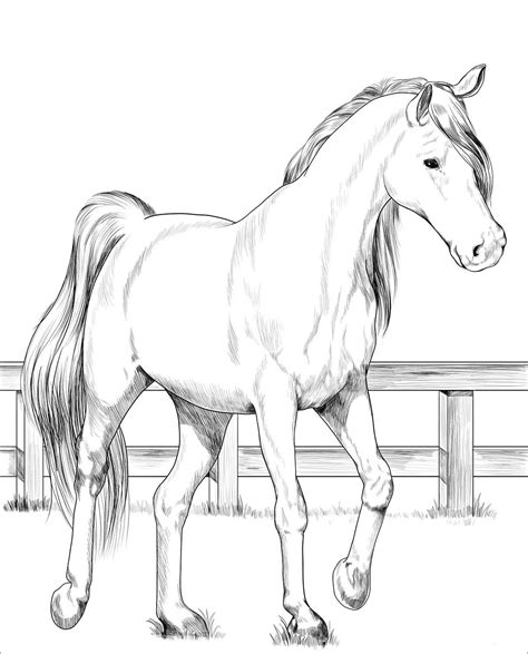 Trakehner Horse Coloring Page Desenho De Trakehner Para Colorir