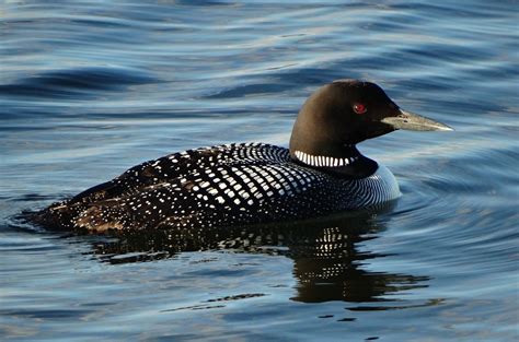 13 Fascinating Common Loon Facts | Learn Bird Watching