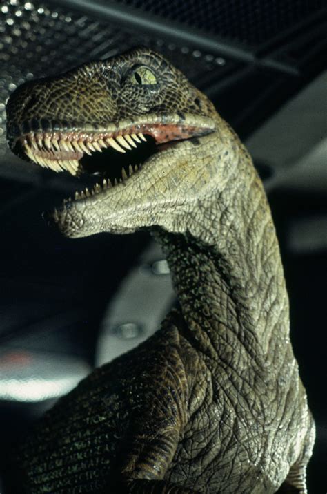 Jurassic Park Raptor Closeup Jurassic Pedia