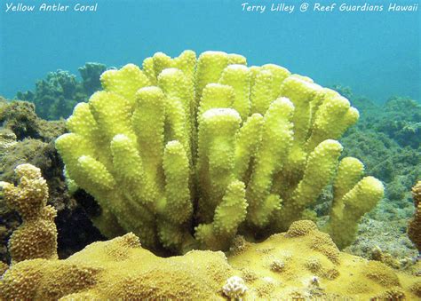 Lilley Meet The Beautiful Kauai Yellow Antler Coral The Garden Island
