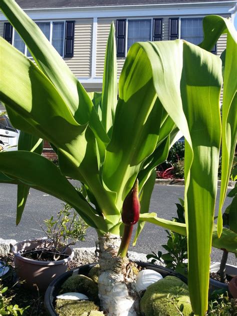 Are you searching for palm tree png images or vector? Flower bud on mysterious palm tree- help me identify