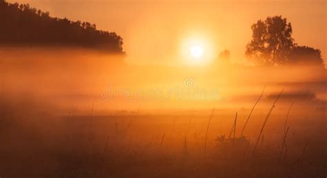 Foggy Meadow Sunrise Stock Photo Image Of Beautiful 51353398