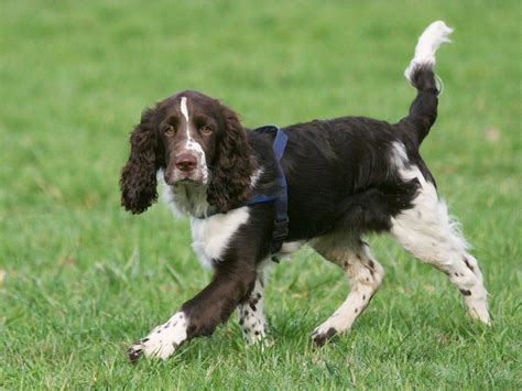 English Springer Spaniel Breed Guide - Learn about the English Springer ...