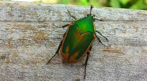 Types Of Green Insects With Pictures And Names Identification Guide