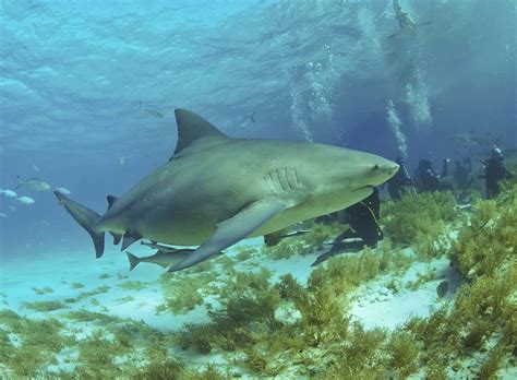 40 Bull Shark Facts About The Most Common Shark In The World