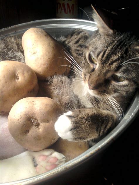 Sleeping In His Favorite Spot Kitty With Potatoes Sleeping In Pot