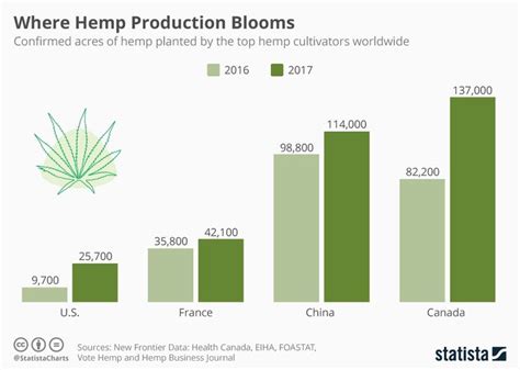 Infographic Where Hemp Production Blooms Hemp Infographic Bloom