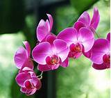Orchid Flower Names