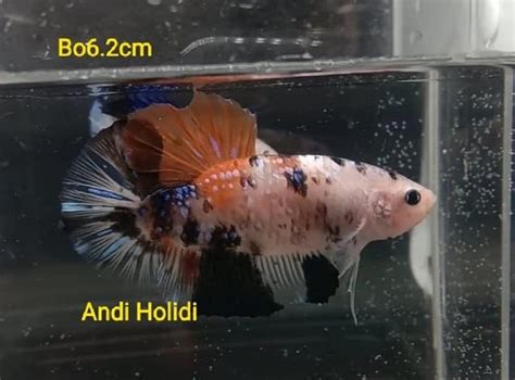 Betta fish taguig metro manila. Koi Giant Betta For Sale - Center of betta fish for sale