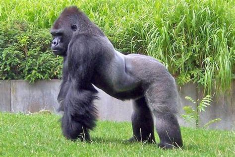 Cómo Es El Gorila Características Del Gorila