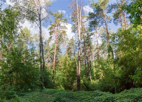 Fragment Of The Mixed Deciduous And Coniferous Forest In Summer Stock