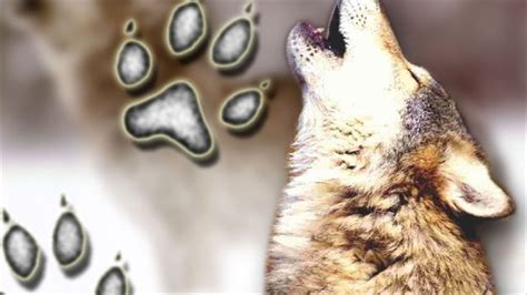 New Male And Female Wolves Confirmed Living In California Ktvl