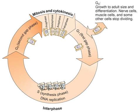 The Cell Cycle And Mitosis Cell Division—proliferation And