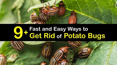Is a yellowish bug with brown stripes running the length of its back. Killing Potato Bugs - Getting Rid of Bugs in Potatoes
