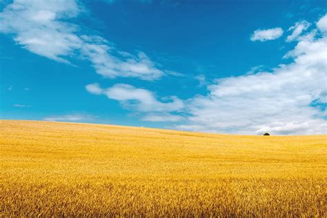 Hd Wallpaper Golden Wheat Field With Blue Sky In Background Land