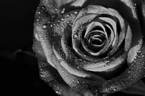 Awesome Black Rose Wallpaper Hd For Mobile All Things