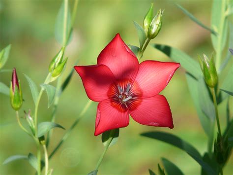 Fotos Gratis Pétalo Florecer Rojo Botánica Rosado Flora Flor