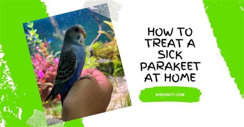 How To Treat A Sick Parakeet At Home The 7 Step Guide