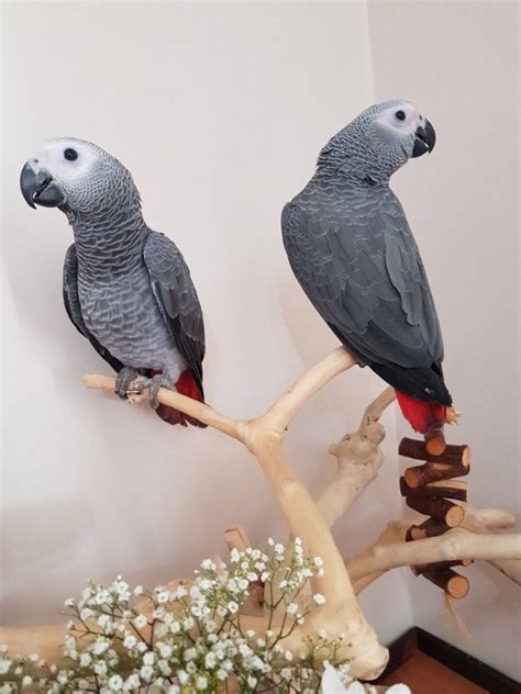 talking african grey parrots    adoption offer