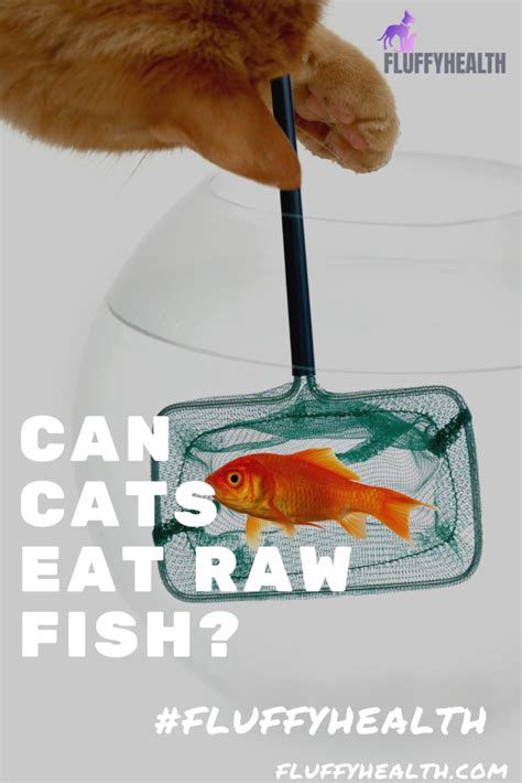 All it takes is one serving with salmonella or e. Can Cats Eat Raw Fish? 7 Uncovered Reasons! | Fluffyhealth