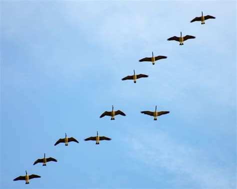 Expert World Migratory Bird Day May 9 Newsroom Mcgill University