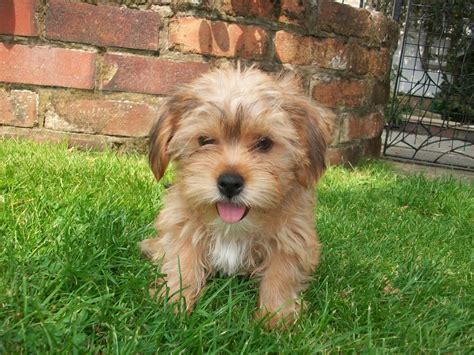 Shih Tzu Cross Yorkshire Terrier Puppy 1st Vaccs St Helens