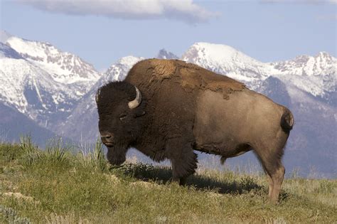 World All Animals American Bison