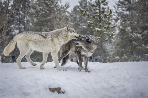 West Yellowstone Gray Wolves Sony A1 Fine Art Wolf Photogr Flickr
