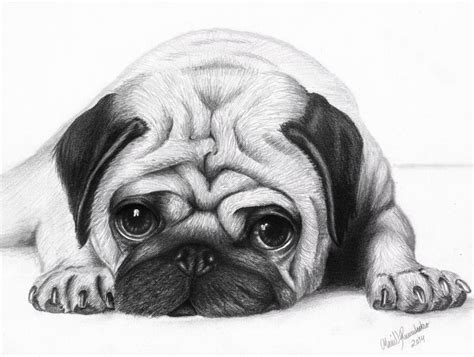 Pug Drawing Puppy Sketch Cute Pugs Dog Drawing