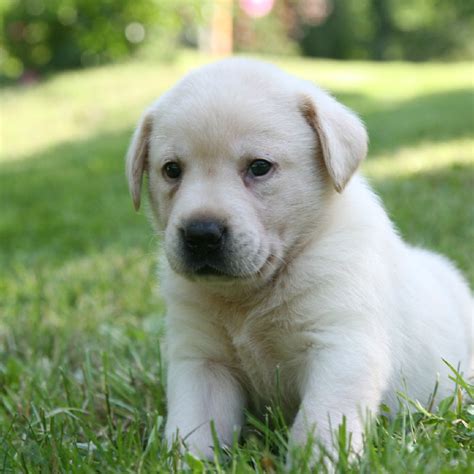 #puppy pics #small dogs #cute puppy #labrador retriever puppy pictures #yellow labs #sappy eyes #ear down #puppy image. Yellow Labrador Retriever Puppies for Sale - Breeders ...