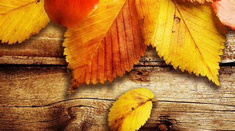 Desktop Wallpaper Autumn Leaves 65 Images