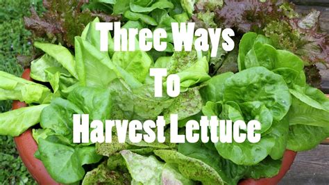 How To Pick Lettuce From Your Garden Fasci Garden