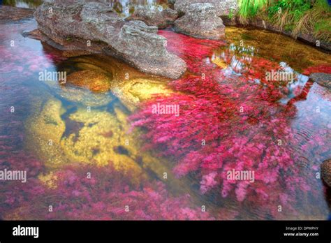 Colors At Cano Cristales Colombia Underwater Plants Macarenia
